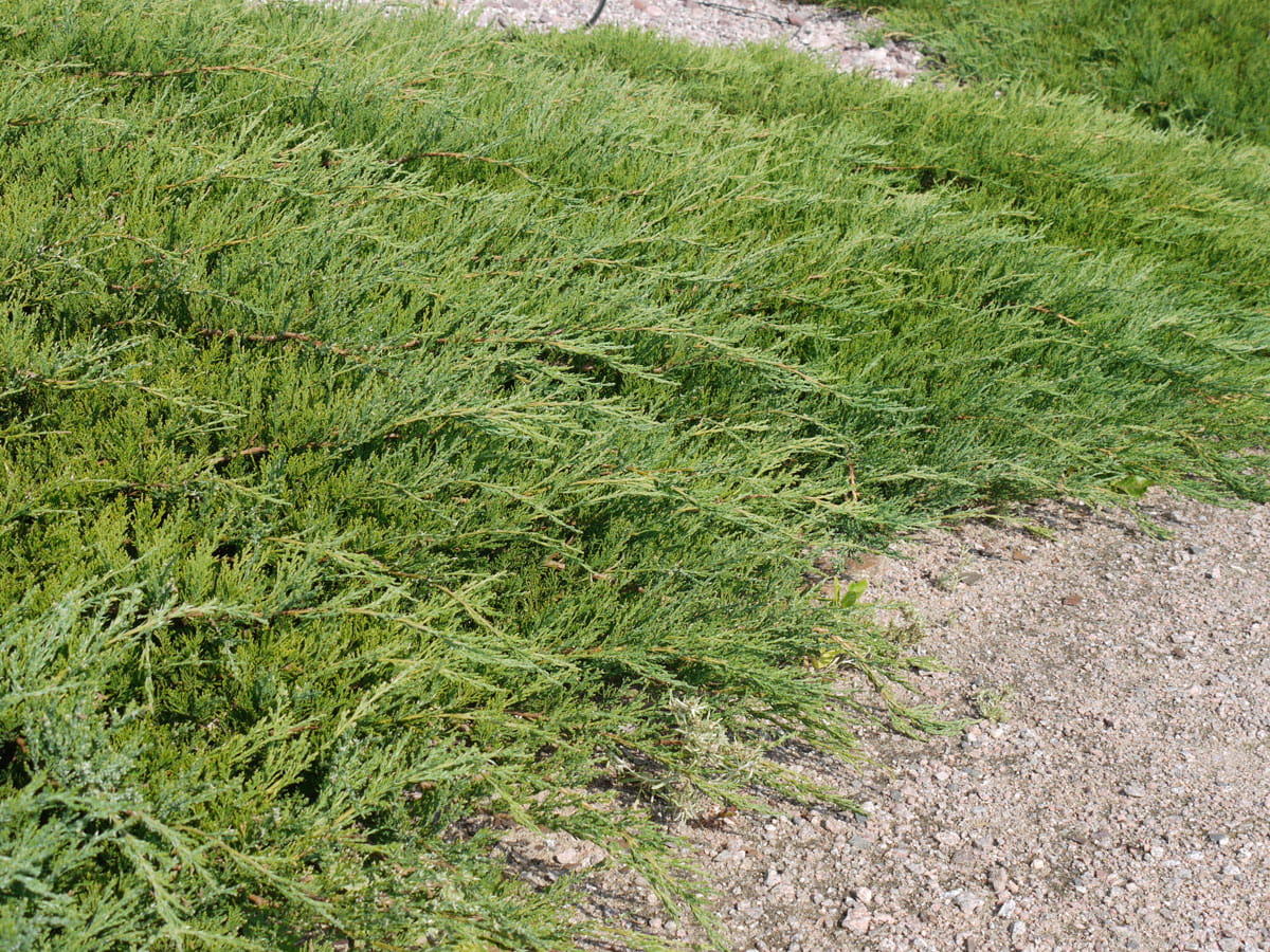 Teppich-Wacholder 'Wiltonii' • Juniperus horizontalis 'Wiltonii' Ansicht 2