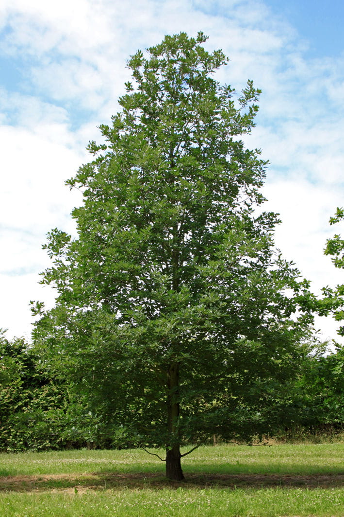 Traubeneiche • Quercus petraea Ansicht 4