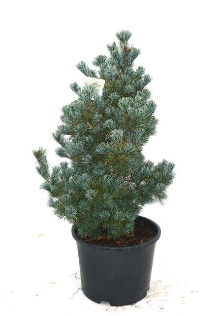 Nadelbäume u. Koniferen - Blaue Mädchenkiefer 'Negishi' • Pinus parviflora 'Negishi'