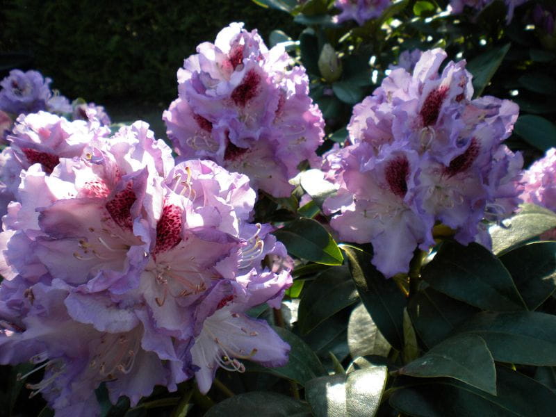 Rhododendron 'Blue Peter' • Rhododendron Hybride 'Blue Peter' Ansicht 3