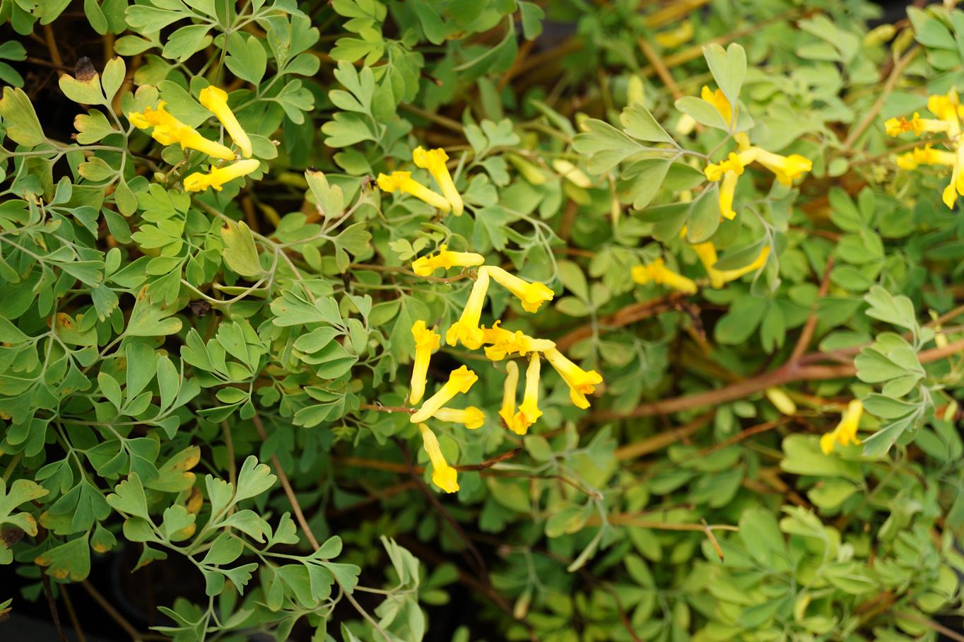 Gelbblühender Scheinlerchensporn • Corydalis lutea Ansicht 2