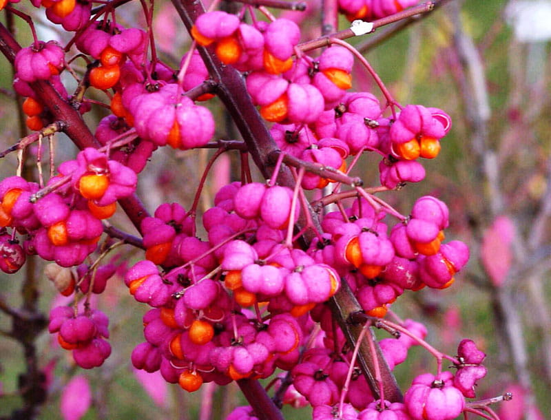 Korkflügelstrauch • Euonymus alatus