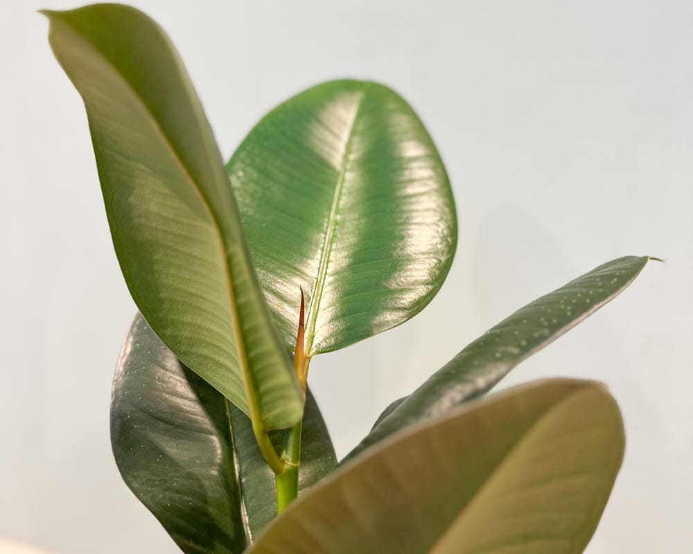 Gummibaum • Ficus Elastica Robusta Topfware Topfdurchmesser 17 cm, 55 cm hoch Ansicht 2
