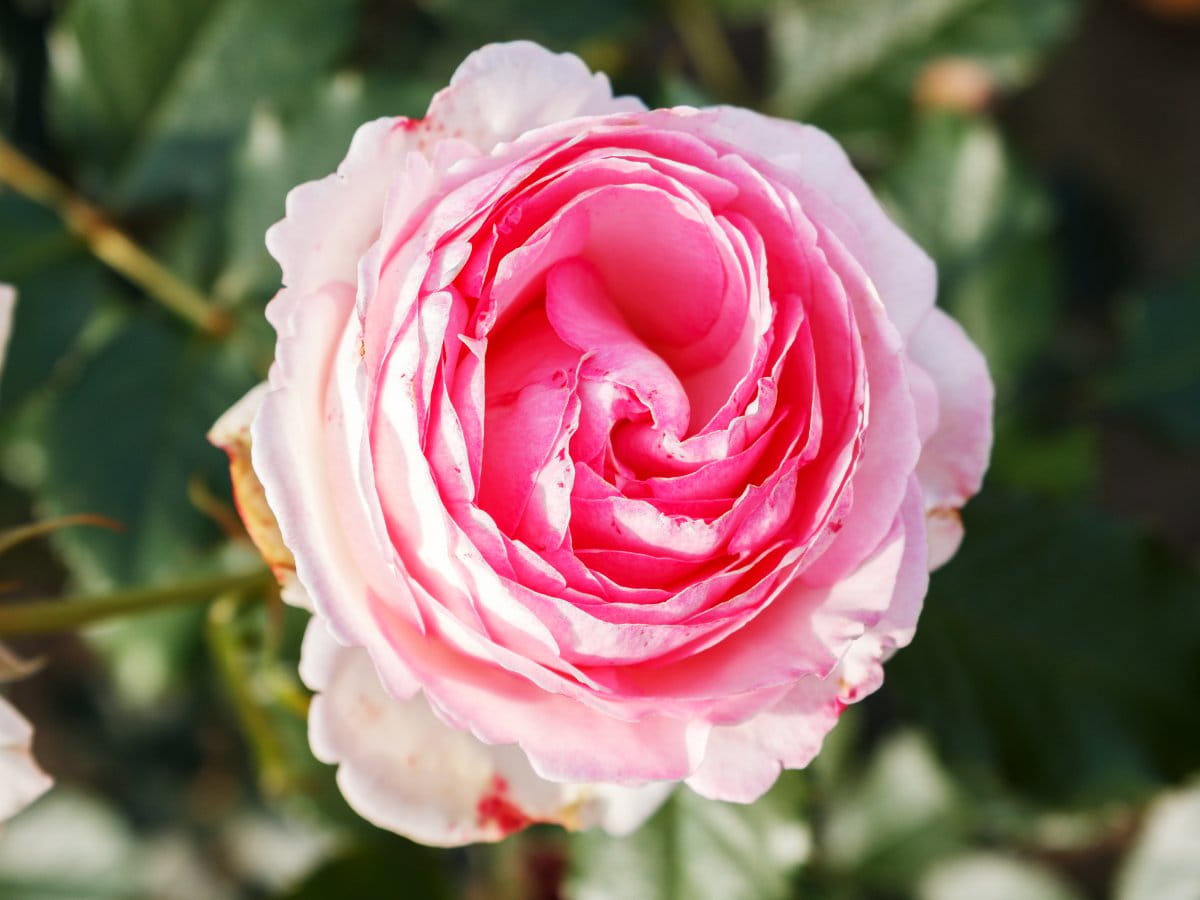 Strauchrose 'Eden Rose 85' • Rosa 'Eden Rose 85' Ansicht 4