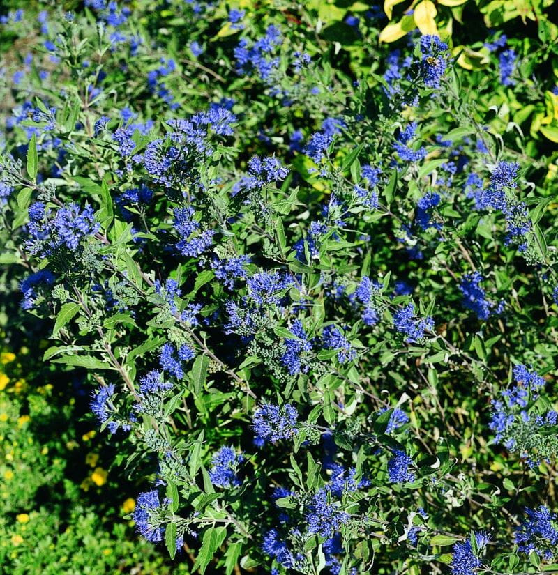 Bartblume 'Grand Bleu'® • Caryopteris clandonensis 'Grand Bleu'®