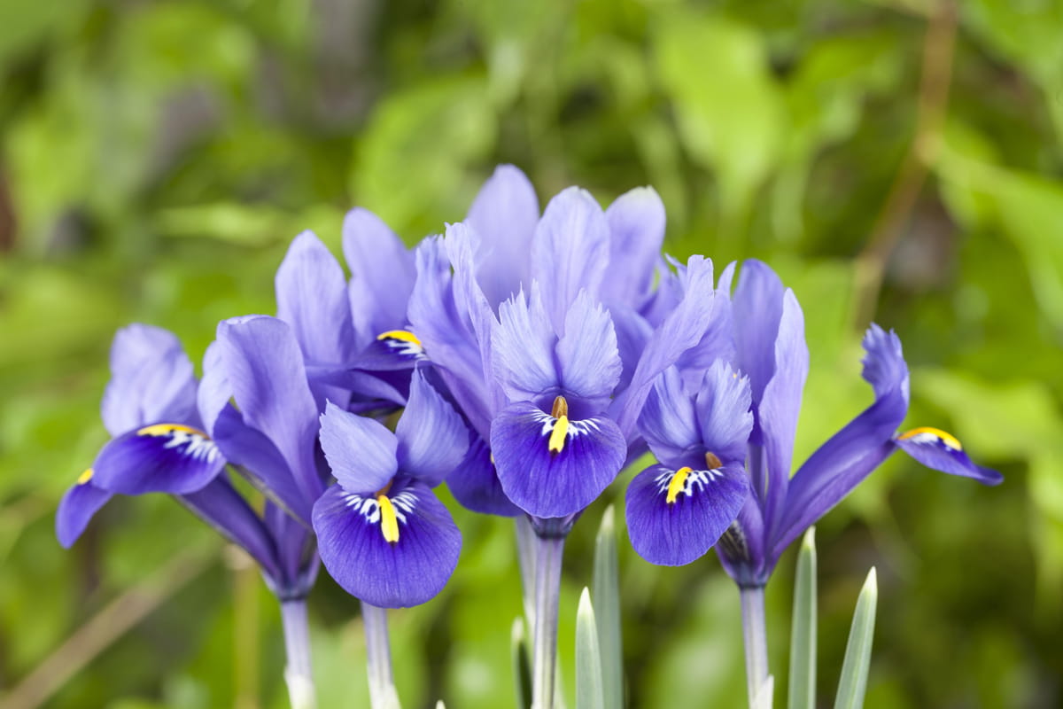 Blumenzwiebel - Iris reticulata 'Harmony' 20er Packung