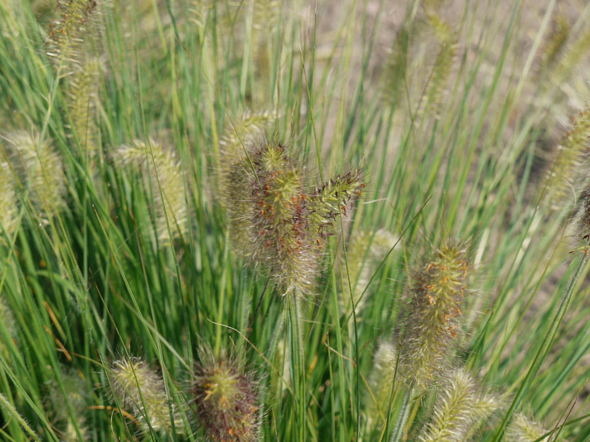 Niedriges Lampenputzergras 'Hameln' • Pennisetum alopecuroides 'Hameln' Ansicht 2