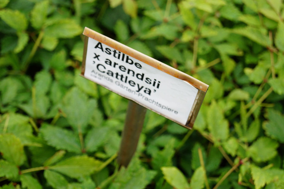 Prachtspiere 'Cattleya' • Astilbe x arendsii 'Cattleya' Ansicht 4