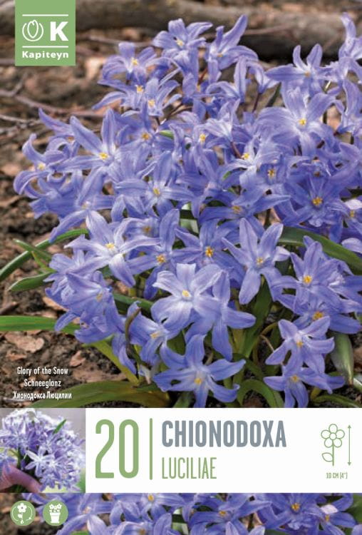 Blumenzwiebel - Chionodoxa luciliae 20er Packung