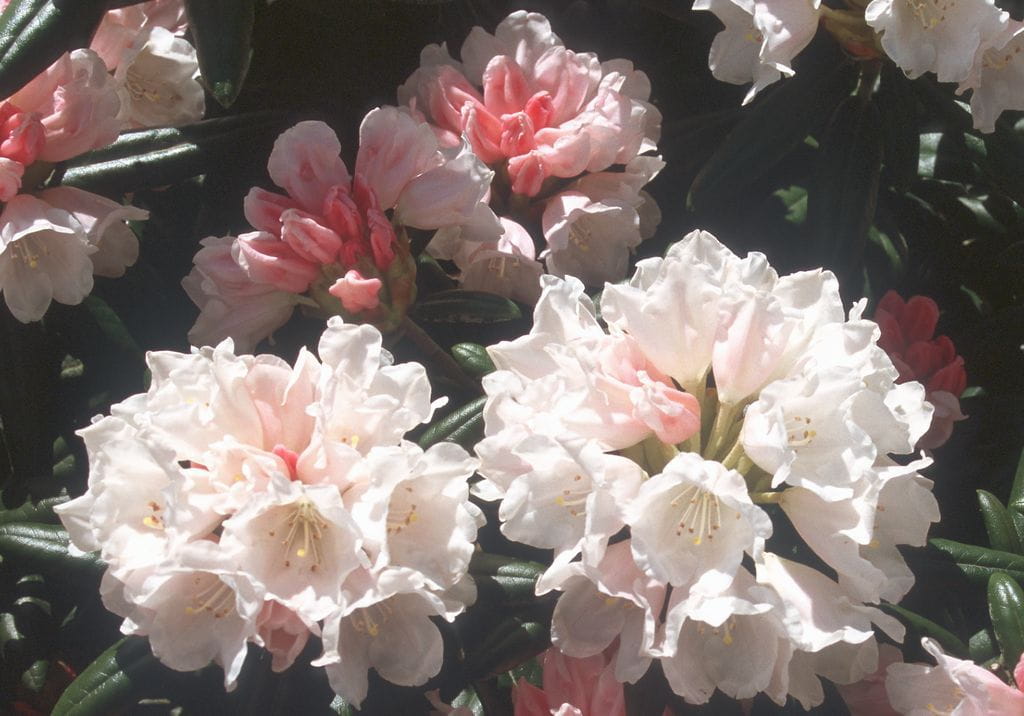 Rhododendron 'Edelweiß' • Rhododendron yakushimanum 'Edelweiß' Ansicht 2