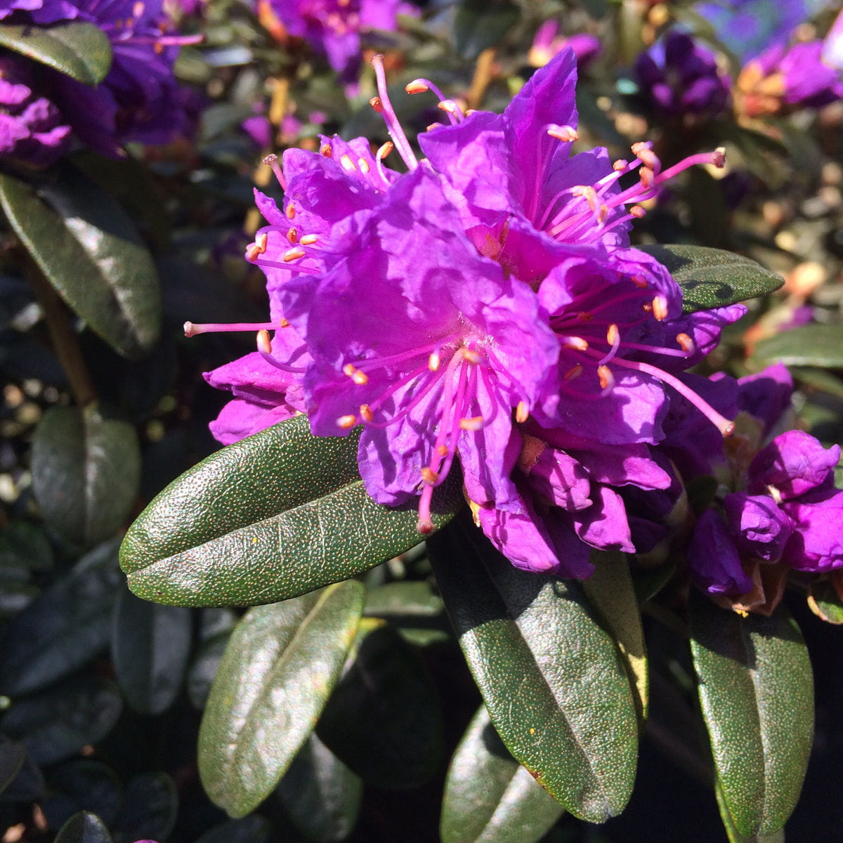 Kleinblättr. Rhododendron 'Blue Tit' • Rhododendron impeditum 'Blue Tit'