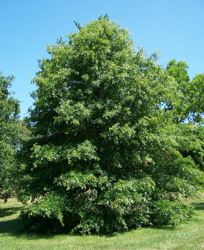 Sumpf-Eiche • Quercus palustris Ansicht 3