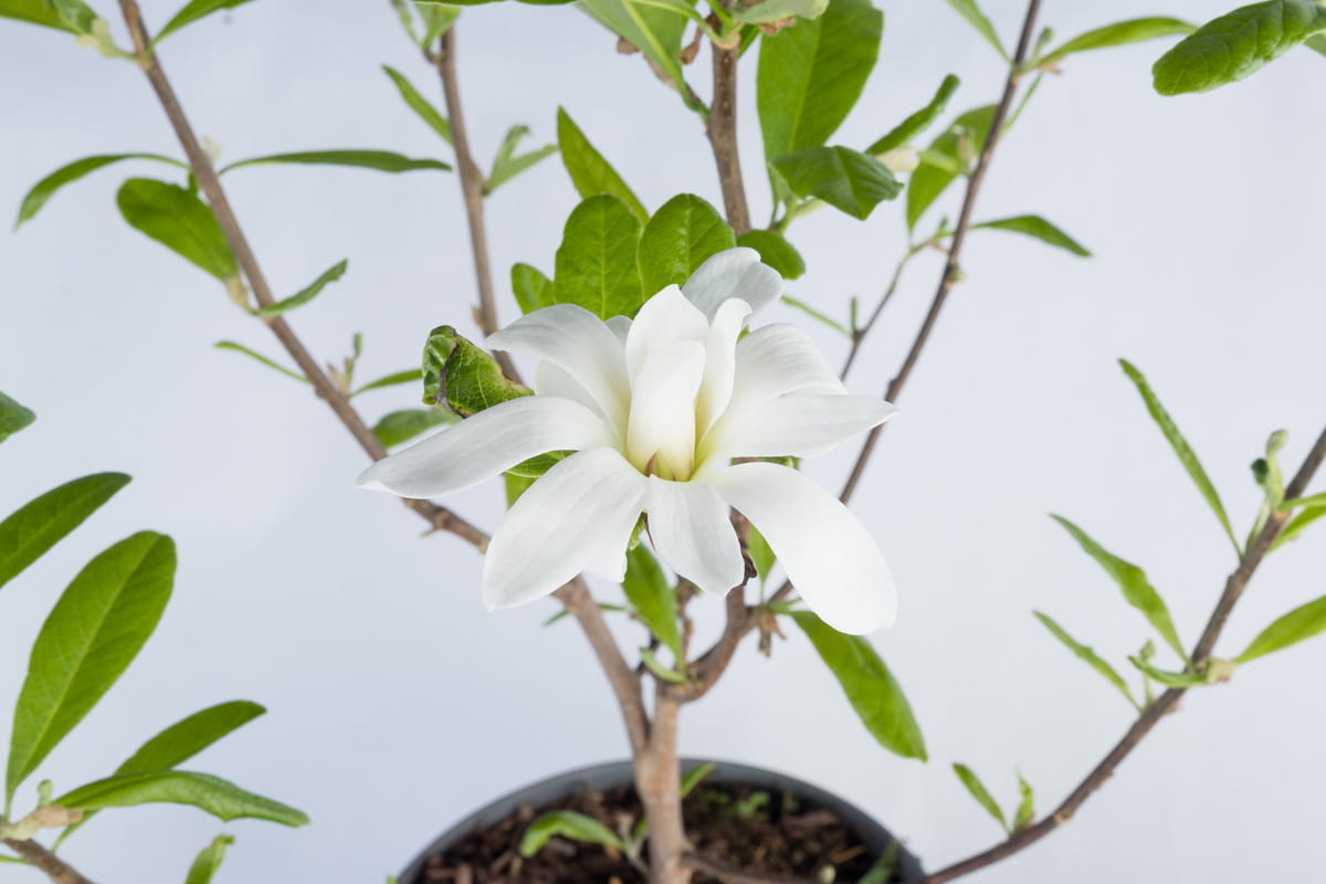 Sternmagnolie • Magnolia stellata Containerware 40-60 cm hoch, Ansicht 2