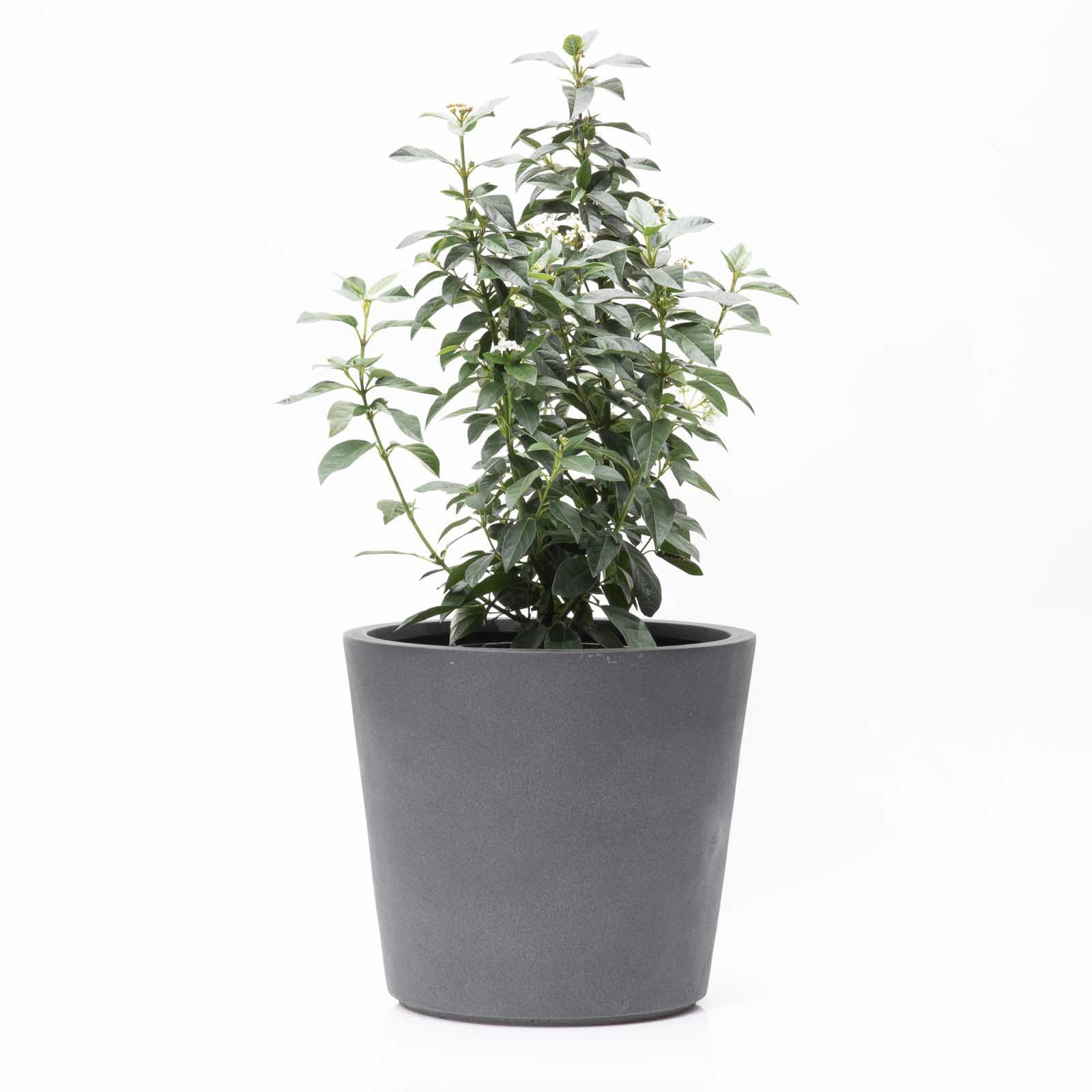 Kirschke Pflanzgefäß PureLine anthrazit - ILFORD D32 H28,5 cm Ansicht 4
