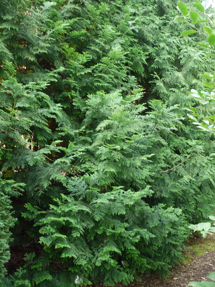 Hiba-Lebensbaum • Thujopsis dolabrata Ansicht 1