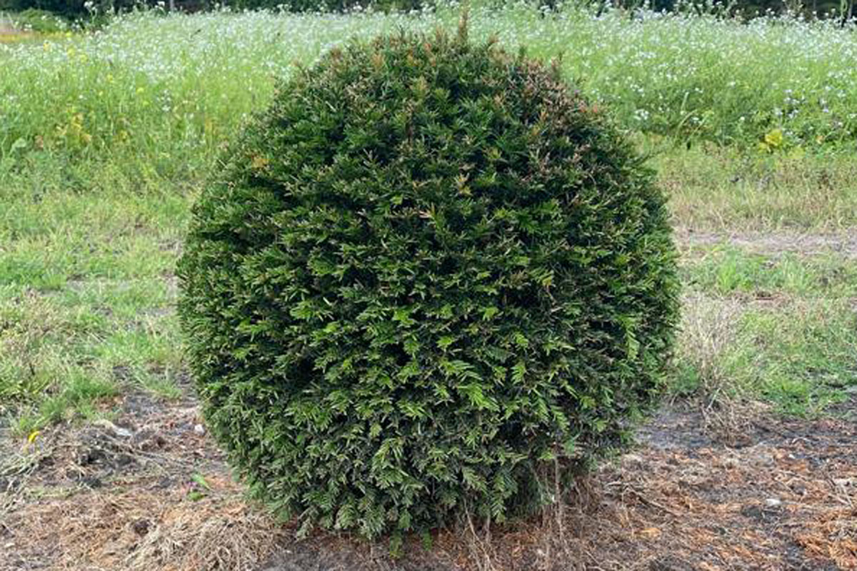 Kategorie <b>Bäume und Sträucher </b> - Exklusive Eibe Kugel • Taxus baccata Kugel (Exklusive von Ehren Gehölze)