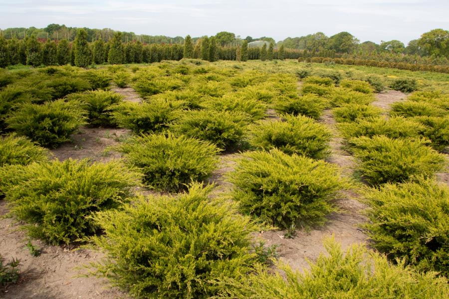 Kategorie <b>Nadelbäume u. Koniferen </b> - Gelber Pfitzerwacholder 'Old Gold' • Juniperus media 'Old Gold'