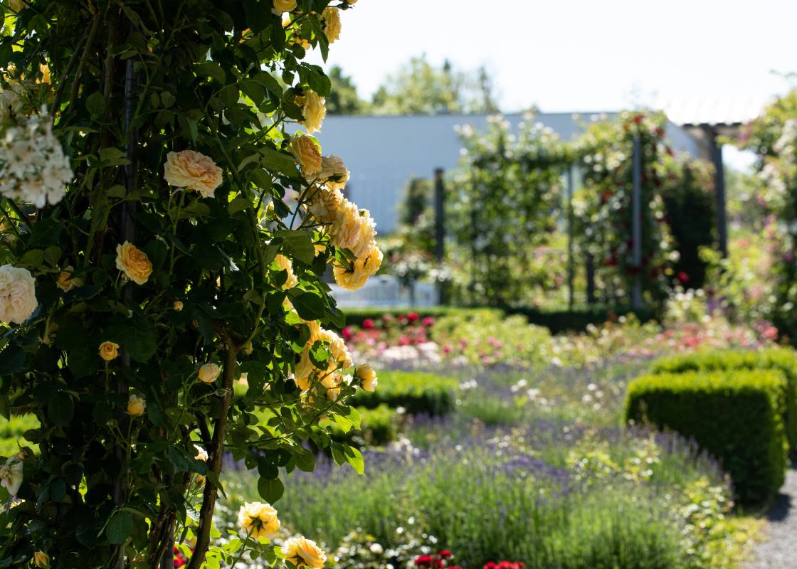Kletterrose 'Climbing Goldmarie' • Rosa 'Climbing Goldmarie' Ansicht 4