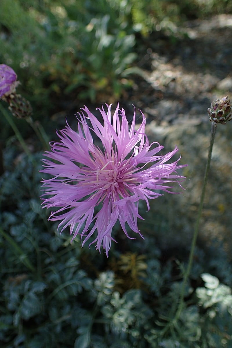 Kissen-Flockenblume • Centaurea simplicicaulis