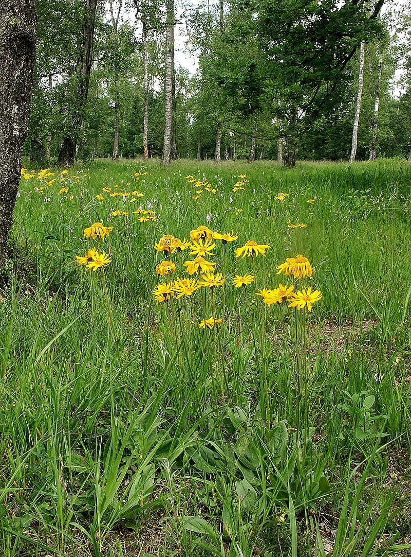 Arnika • Arnica montana Ansicht 2