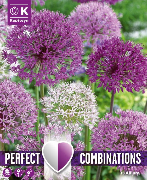 Blumenzwiebel Mix - Lovely / Perfect Combinations Allium 'Large Ball Blend'