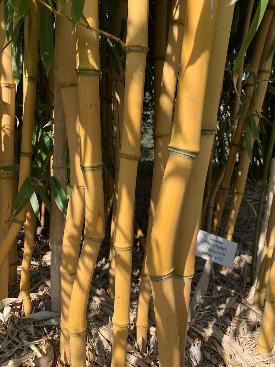 Goldener Peking Bambus • Phyllostachys aureosulcata 'Aureocaulis' Ansicht 3