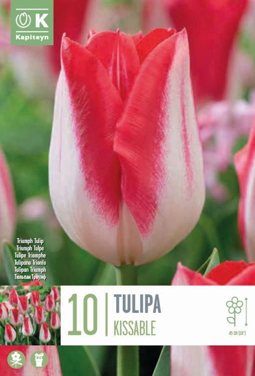 Blumenzwiebel - Tulipa 'Kissable' 10er Packung