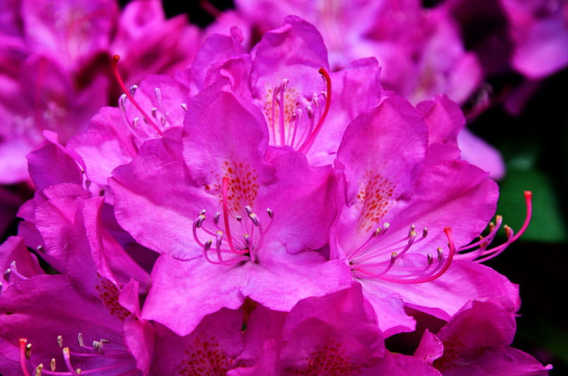 Rhododendron 'Roseum Elegans' • Rhododendron hybride 'Roseum Elegans'