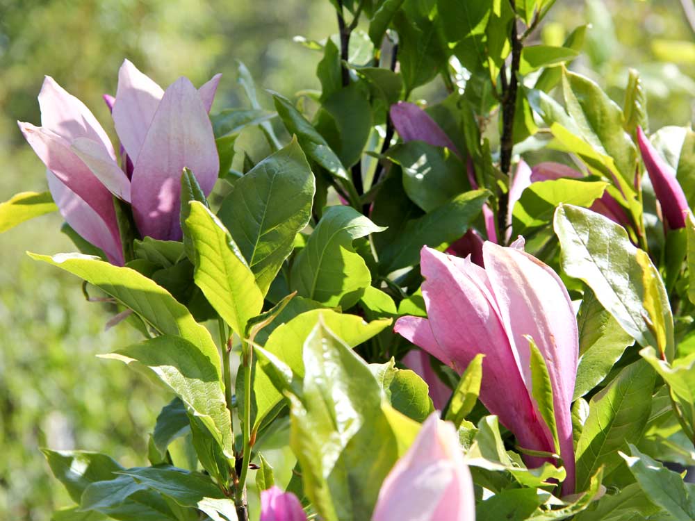 Purpur-Magnolie 'Susan' • Magnolia liliiflora 'Susan' Ansicht 1