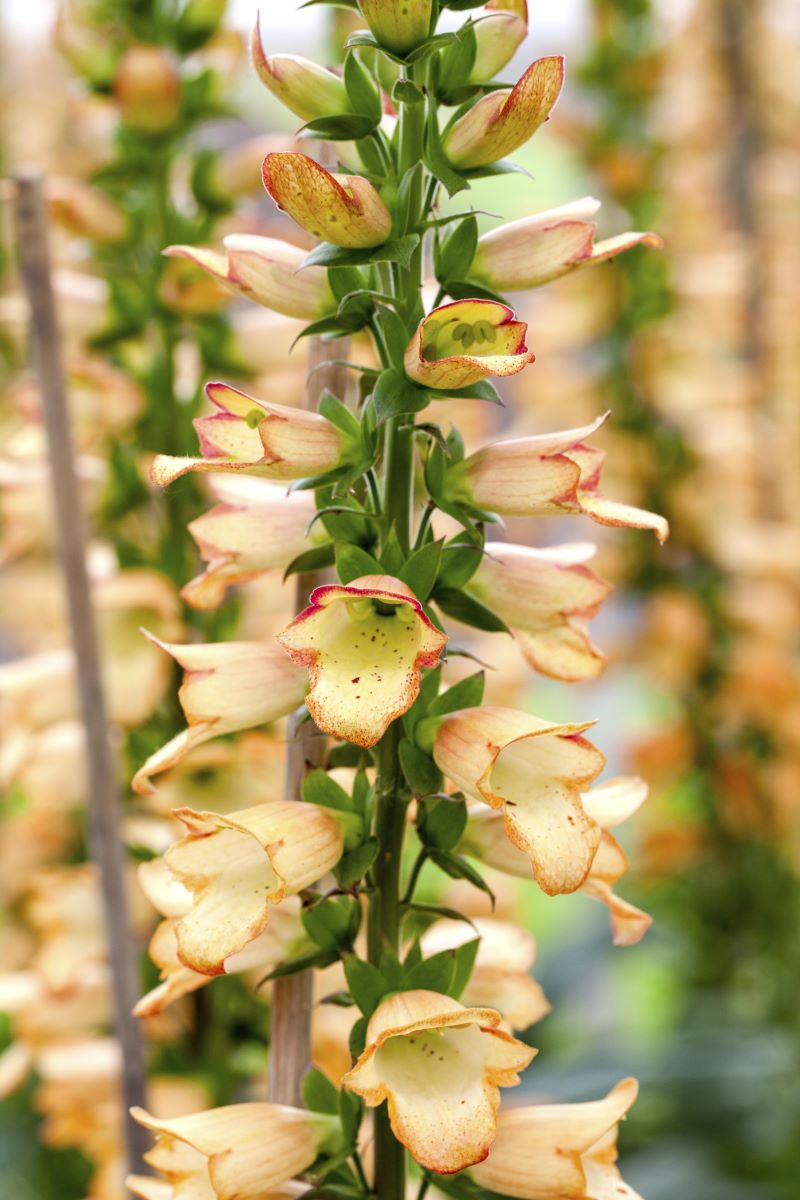 Fingerhut 'Gelber Herold' • Digitalis ferruginea 'Gelber Herold' Ansicht 1