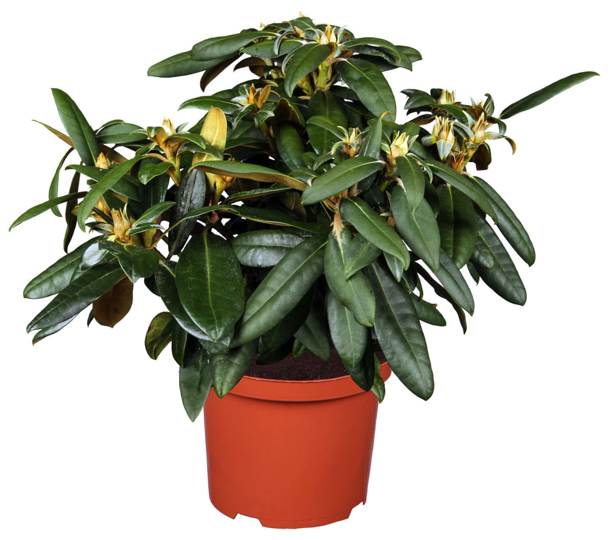 Rhododendron 'Kalinka' • Rhododendron yakushimanum 'Kalinka' Ansicht 4