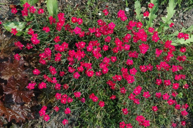 Pfingst-Nelke 'Rubin' • Dianthus gratianopolitanus 'Rubin' Ansicht 4