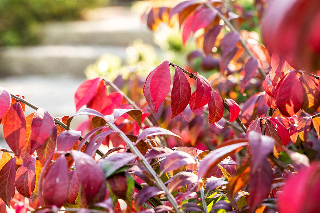 Korkflügelstrauch • Euonymus alatus Ansicht 3