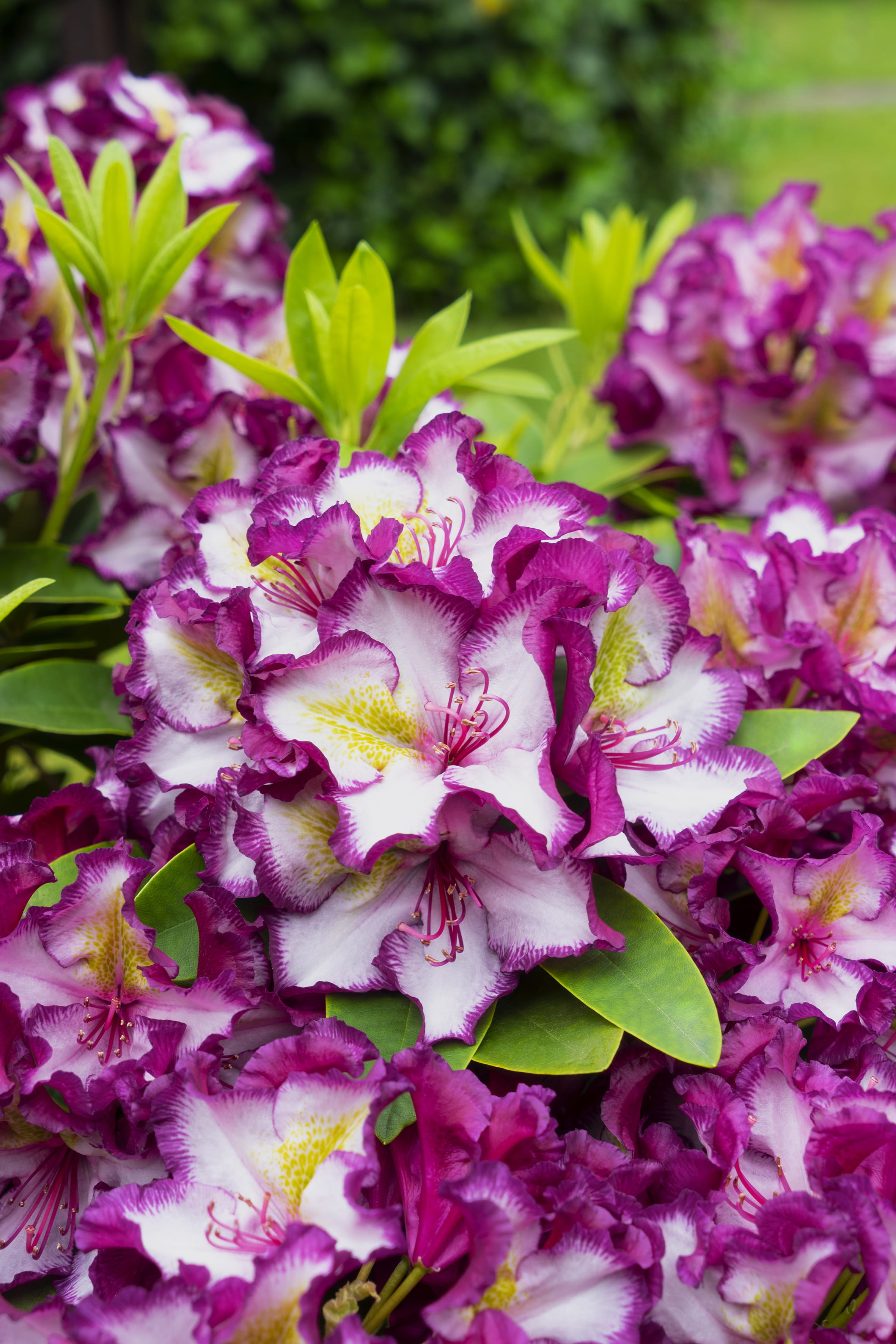 Rhododendron 'Pushy Purple'®, 'HAPPYdendron'® • Rhododendron 'Pushy Purple'®, 'HAPPYdendron'® Ansicht 2