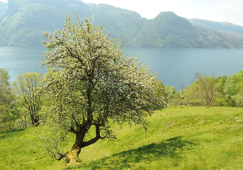 Wildapfel • Malus sylvestris