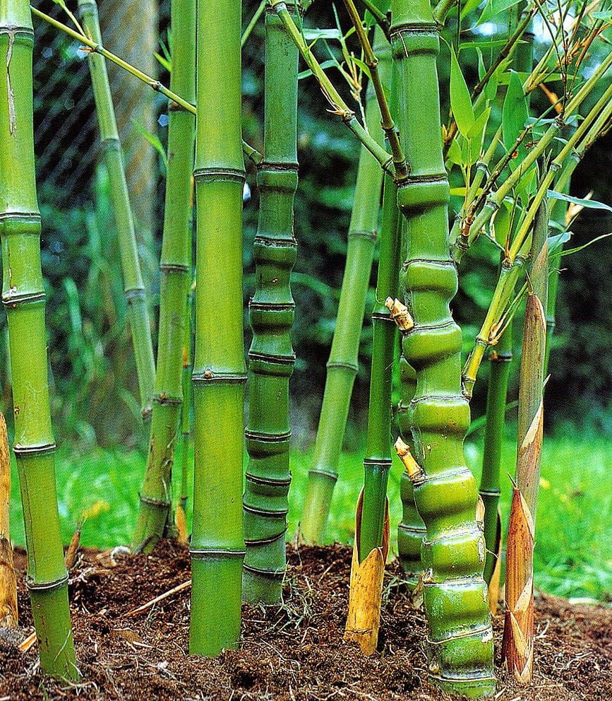 Gelber Bambus • Phyllostachys aurea Ansicht 3