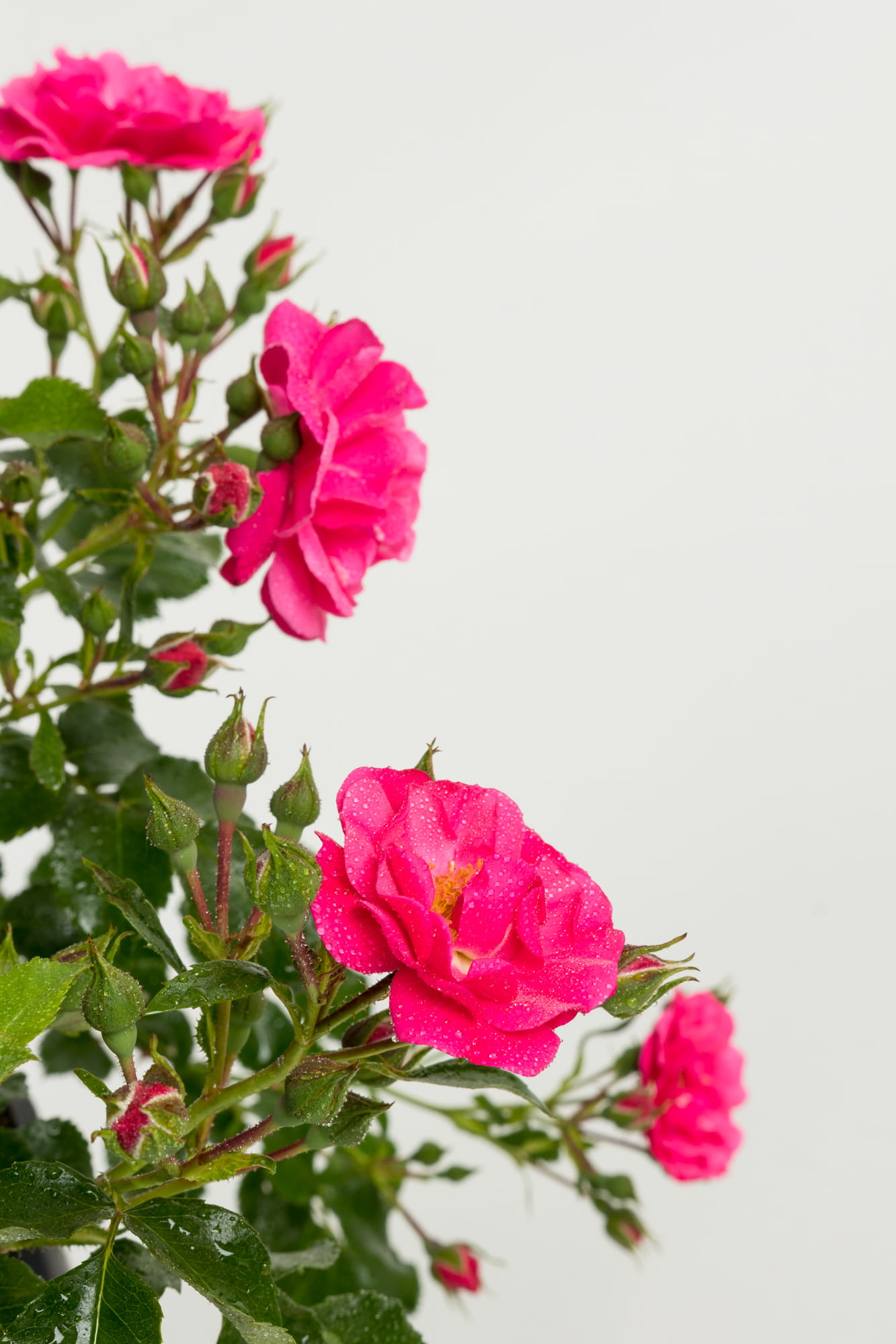Bodendeckerrose 'Heidetraum'® • Rosa 'Heidetraum'® Ansicht 2