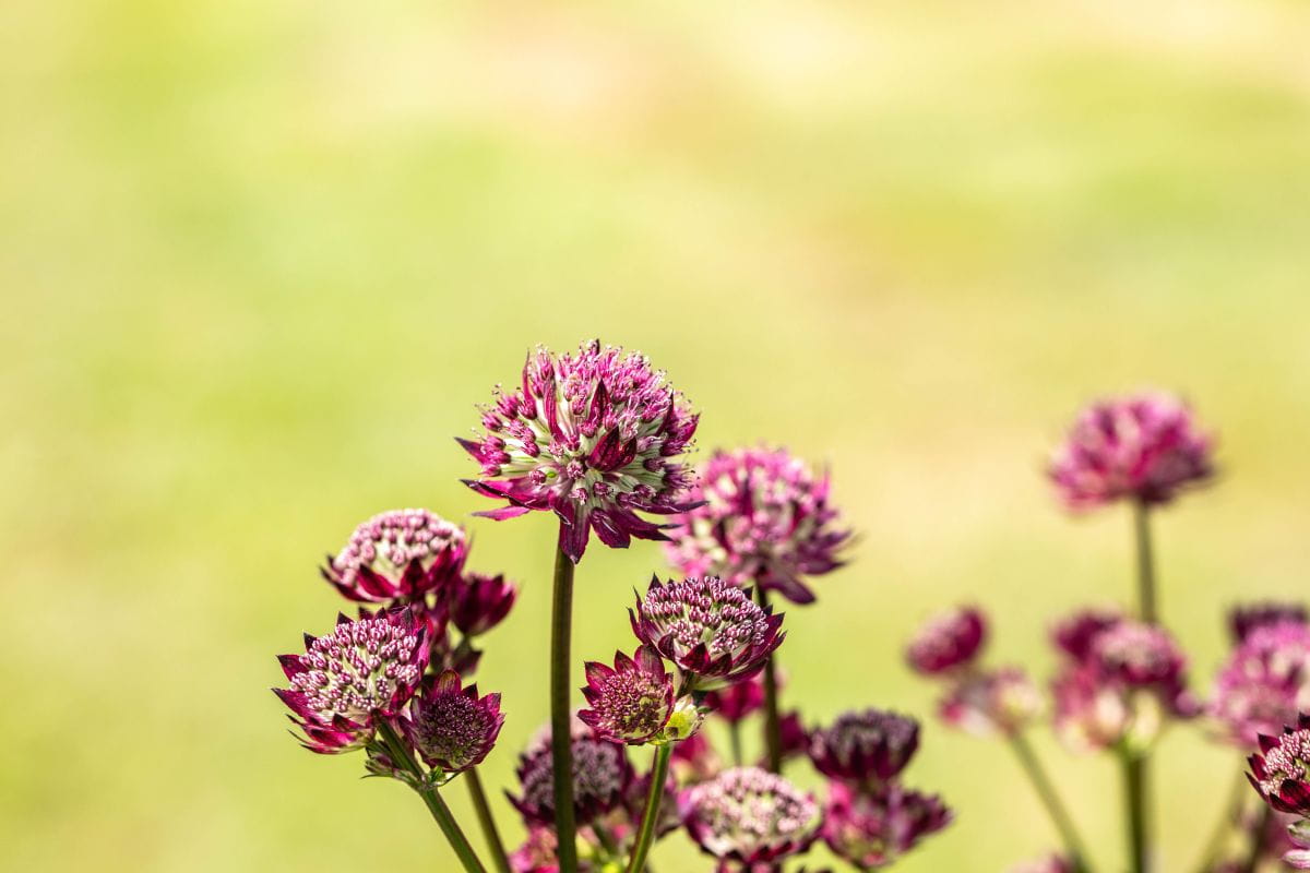 Sterndolde 'Star of Beauty'® • Astrantia major 'Star of Beauty'® Ansicht 4