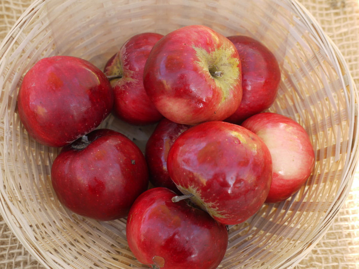 Apfel 'Roter Herbstkalvill' • Malus 'Roter Herbstkalvill' Ansicht 1