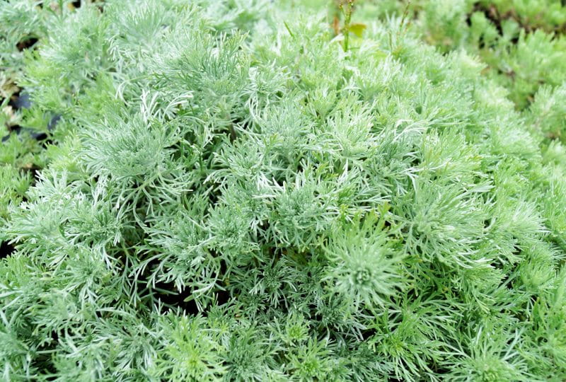 Zwerg-Silberraute 'Nana' • Artemisia schmidtiana 'Nana' Ansicht 1