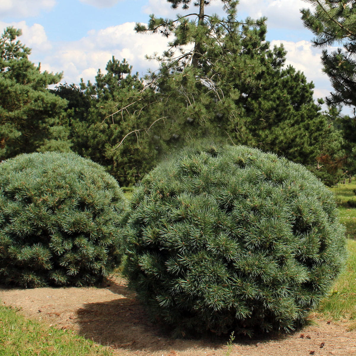 Silberkiefer • Pinus sylvestris 'Watereri' Ansicht 5