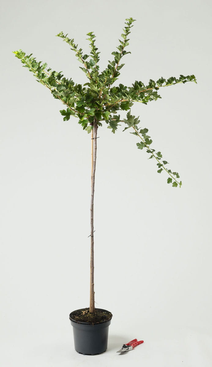 Stachelbeere 'Hinnonmäki rot' • Ribes uva-crispa 'Hinnonmäki rot' Containerware Stämmchen, Stammhöhe 80-90 cm hoch,  Ansicht 2