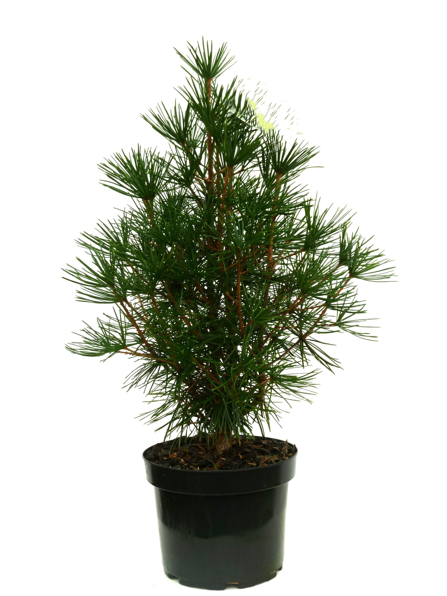 Japanische Schirmtanne • Sciadopitys verticillata