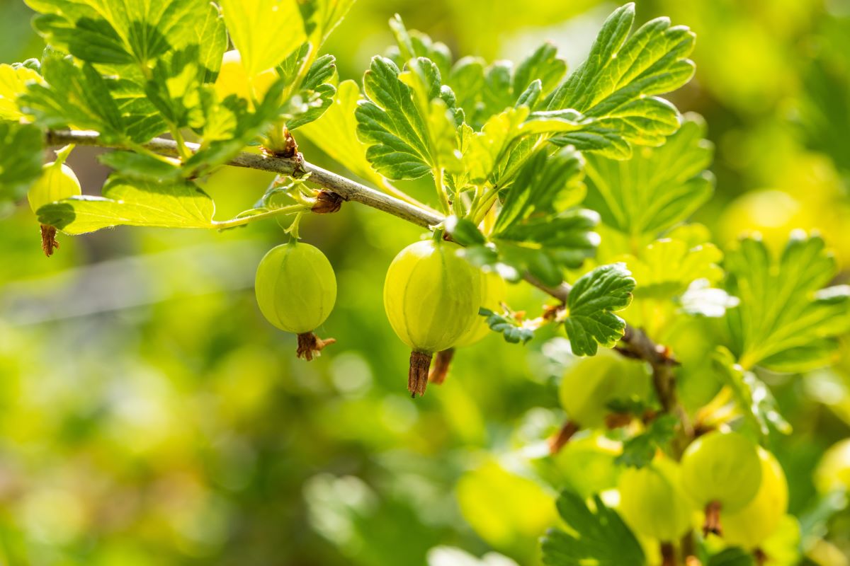 Stachelbeere 'Hinnonmäki grün' • Ribes uva-crispa 'Hinnonmäki grün'