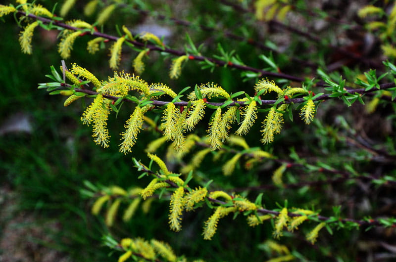 Rosmarinweide • Salix rosmarinifolia