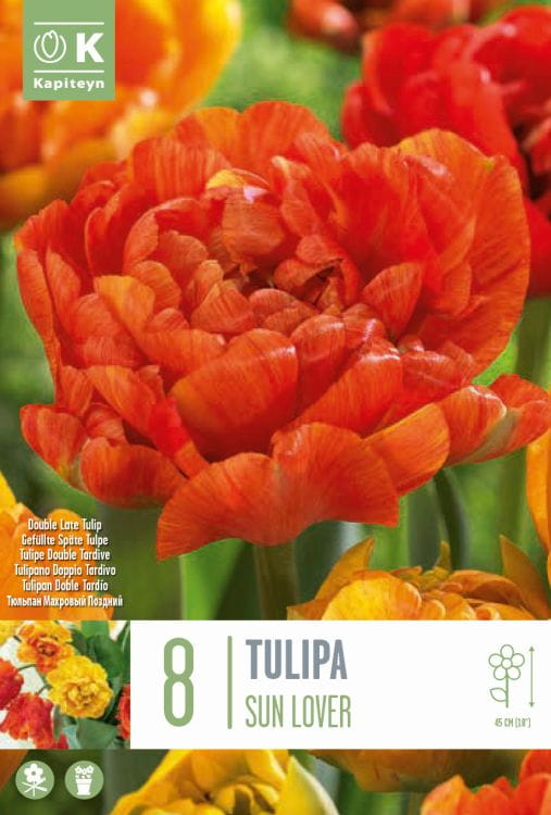 Blumenzwiebel - Tulipa 'Sunlover' 8er Packung  