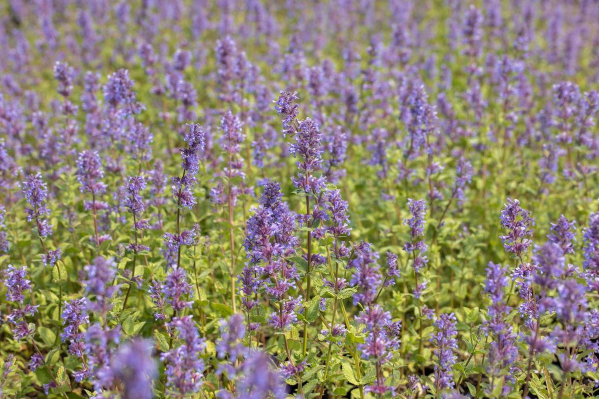 Traubige Katzen-Minze • Nepeta racemosa Ansicht 1