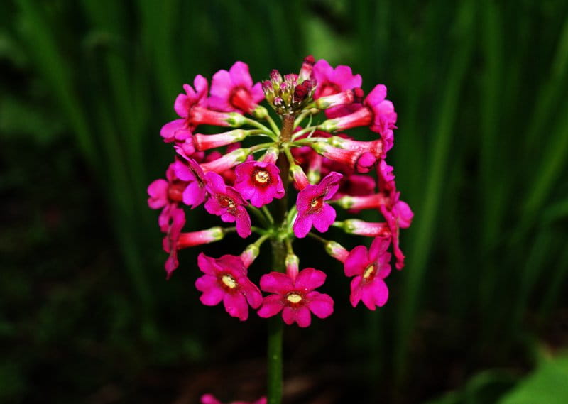 Etagen-Schlüsselblume 'Millers Crimson' • Primula japonica 'Millers Crimson'