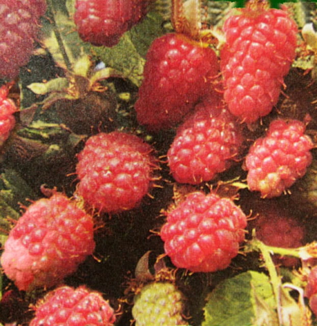 Himbeere 'Tulameen' • Rubus idaeus 'Tulameen'