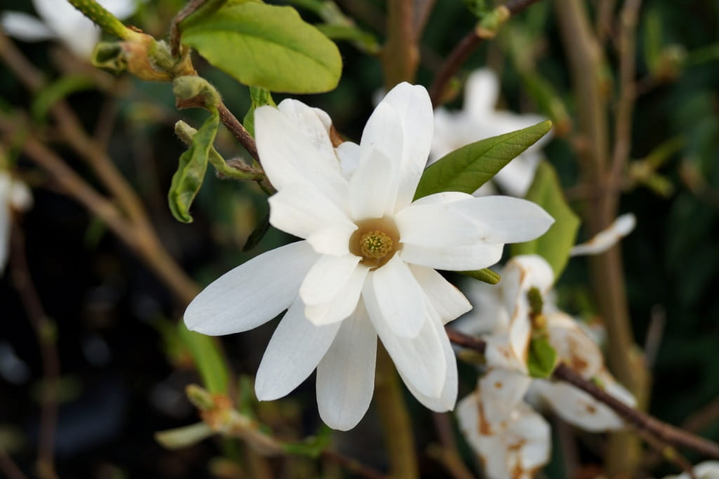 Sternmagnolie 'Royal Star' • Magnolia stellata 'Royal Star'